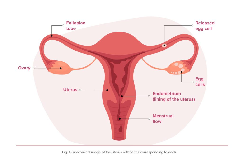 Diagram of a uterus